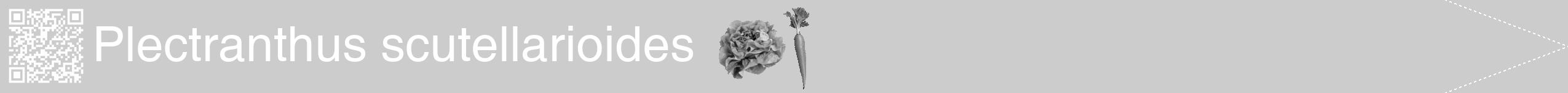 Étiquette de : Plectranthus scutellarioides - format b - style blanche0hel avec qrcode et comestibilité simplifiée