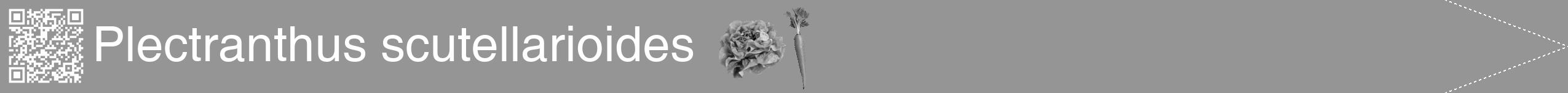 Étiquette de : Plectranthus scutellarioides - format b - style blanche16hel avec qrcode et comestibilité simplifiée