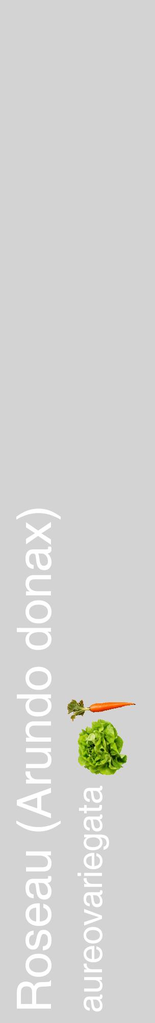 Étiquette de : Arundo donax aureovariegata - format c - style blanche56_basiquehel avec comestibilité simplifiée