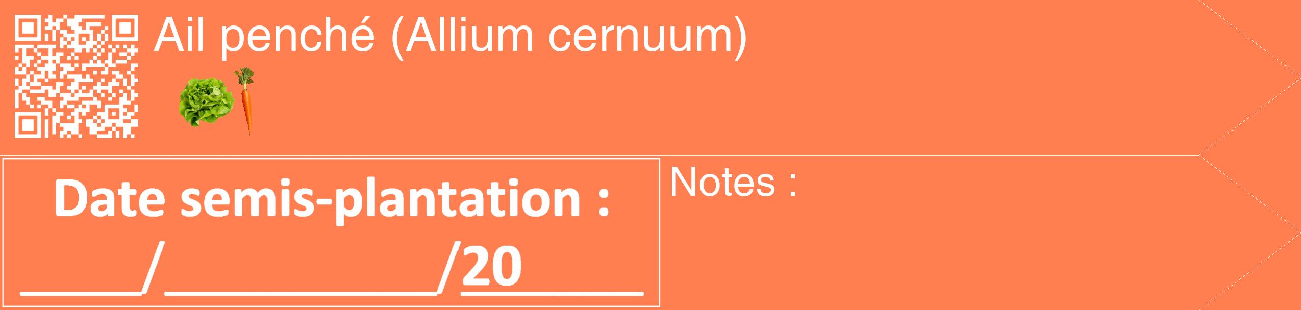 Étiquette de : Allium cernuum - format c - style blanche24_simple_simplehel avec qrcode et comestibilité simplifiée
