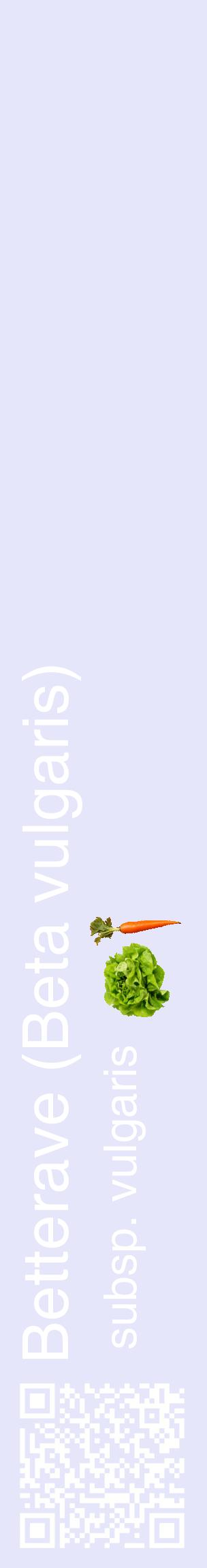 Étiquette de : Beta vulgaris subsp. vulgaris - format c - style blanche55_basiquehel avec qrcode et comestibilité simplifiée