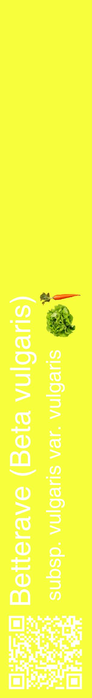 Étiquette de : Beta vulgaris subsp. vulgaris var. vulgaris - format c - style blanche18_basiquehel avec qrcode et comestibilité simplifiée