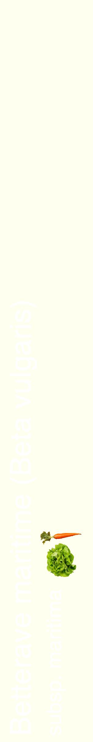Étiquette de : Beta vulgaris subsp. maritima - format c - style blanche19_simplehel avec comestibilité simplifiée
