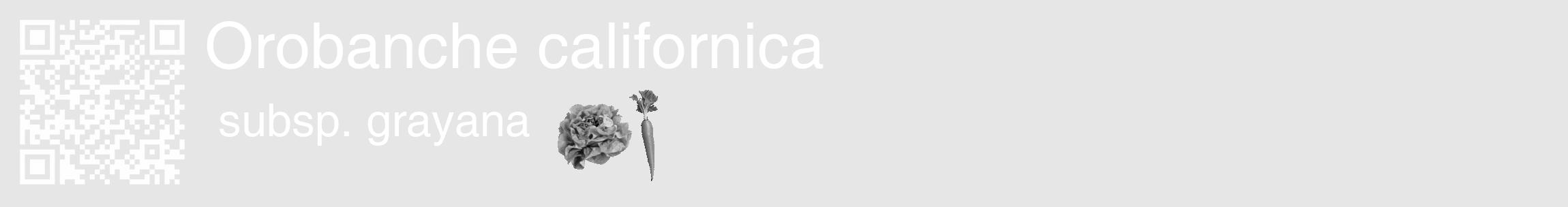 Étiquette de : Orobanche californica subsp. grayana - format c - style blanche18_basique_basiquehel avec qrcode et comestibilité simplifiée