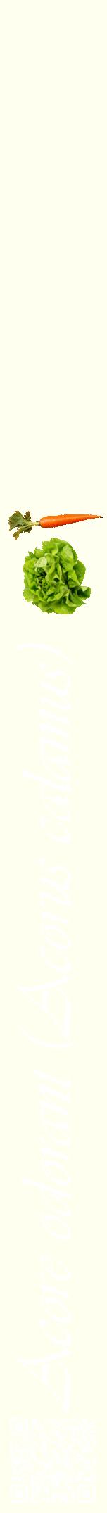 Étiquette de : Acorus calamus - format a - style blanche19viv avec qrcode et comestibilité simplifiée