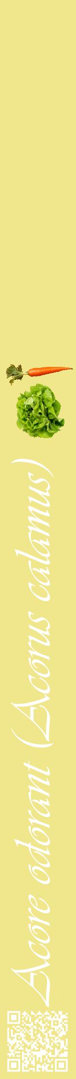 Étiquette de : Acorus calamus - format a - style blanche20viv avec qrcode et comestibilité simplifiée
