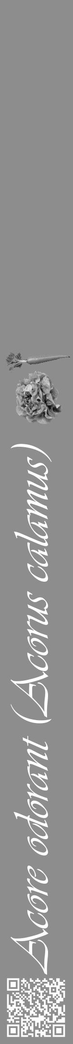 Étiquette de : Acorus calamus - format a - style blanche2viv avec qrcode et comestibilité simplifiée - position verticale