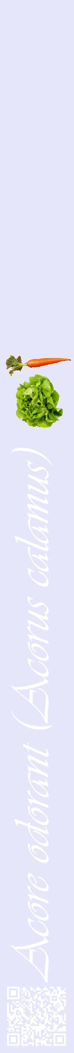 Étiquette de : Acorus calamus - format a - style blanche55viv avec qrcode et comestibilité simplifiée