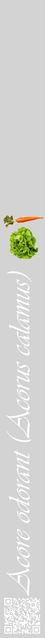 Étiquette de : Acorus calamus - format a - style blanche56viv avec qrcode et comestibilité simplifiée