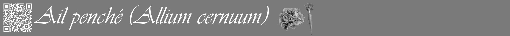 Étiquette de : Allium cernuum - format a - style blanche3viv avec qrcode et comestibilité simplifiée