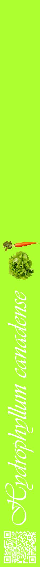 Étiquette de : Hydrophyllum canadense - format a - style blanche17viv avec qrcode et comestibilité simplifiée