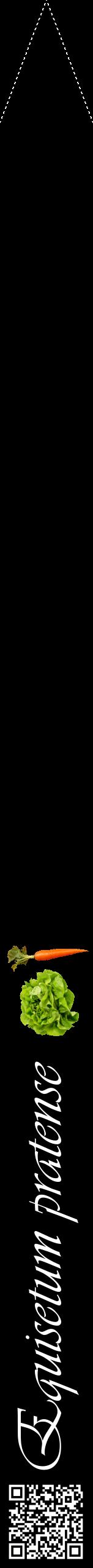 Étiquette de : Equisetum pratense - format b - style blanche59viv avec qrcode et comestibilité simplifiée