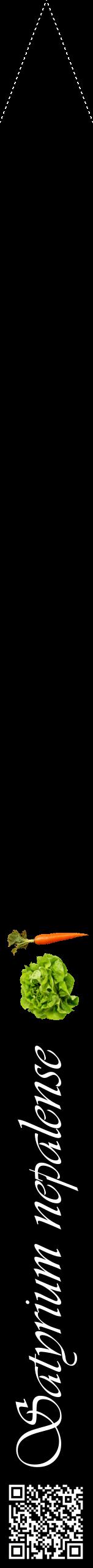 Étiquette de : Satyrium nepalense - format b - style blanche59viv avec qrcode et comestibilité simplifiée