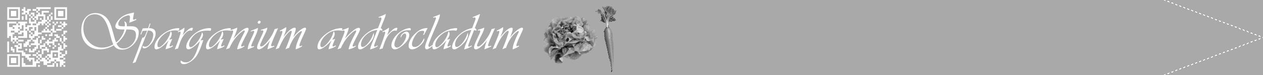 Étiquette de : Sparganium androcladum - format b - style blanche13viv avec qrcode et comestibilité simplifiée