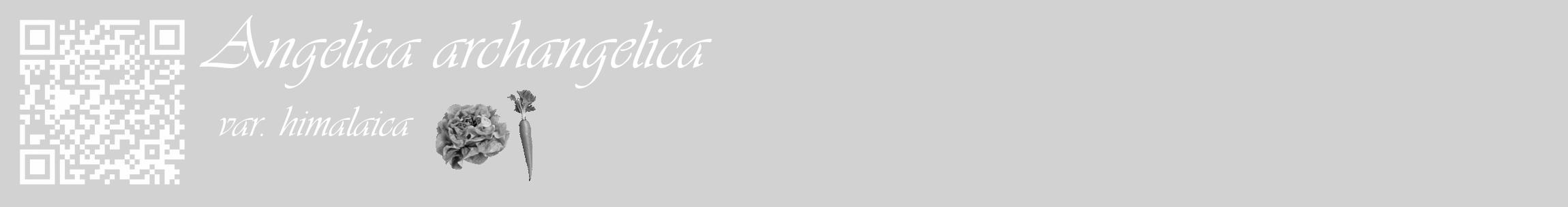 Étiquette de : Angelica archangelica var. himalaica - format c - style blanche14_basique_basiqueviv avec qrcode et comestibilité simplifiée