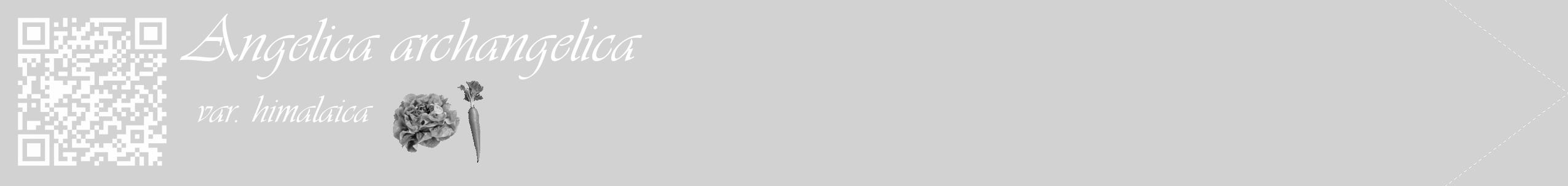 Étiquette de : Angelica archangelica var. himalaica - format c - style blanche14_simple_simpleviv avec qrcode et comestibilité simplifiée
