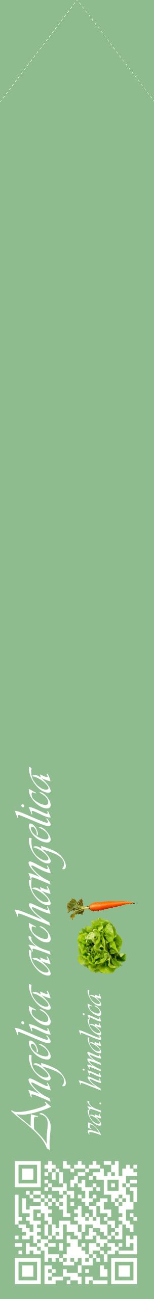 Étiquette de : Angelica archangelica var. himalaica - format c - style blanche13_simpleviv avec qrcode et comestibilité simplifiée