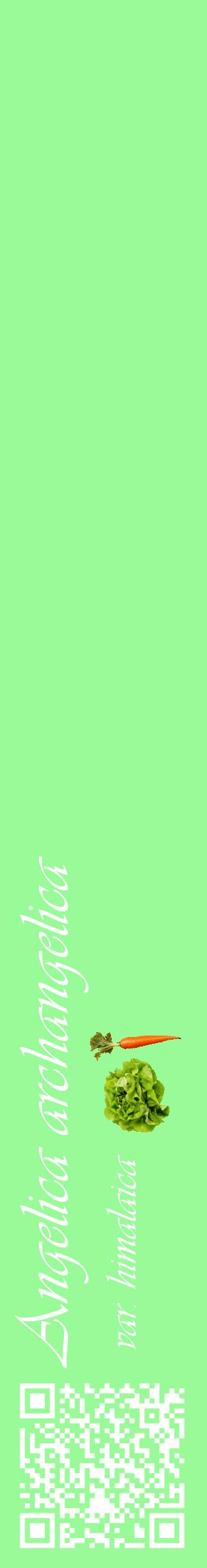 Étiquette de : Angelica archangelica var. himalaica - format c - style blanche14_basiqueviv avec qrcode et comestibilité simplifiée