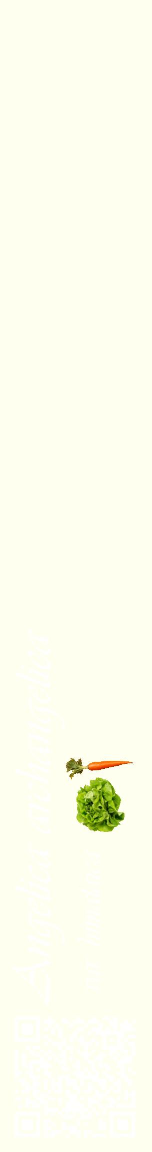 Étiquette de : Angelica archangelica var. himalaica - format c - style blanche19_basiqueviv avec qrcode et comestibilité simplifiée