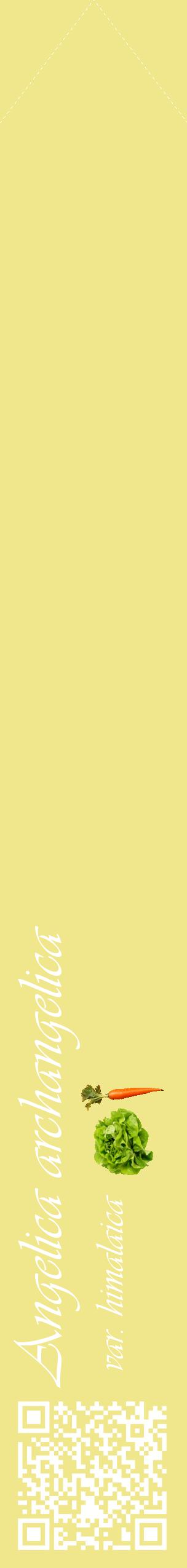 Étiquette de : Angelica archangelica var. himalaica - format c - style blanche20_simpleviv avec qrcode et comestibilité simplifiée