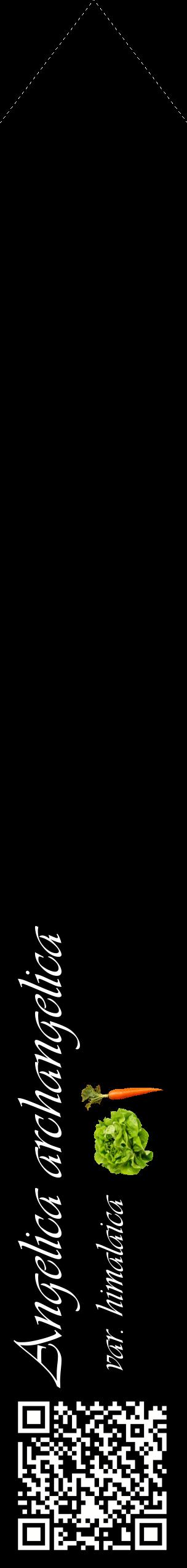 Étiquette de : Angelica archangelica var. himalaica - format c - style blanche59_simpleviv avec qrcode et comestibilité simplifiée