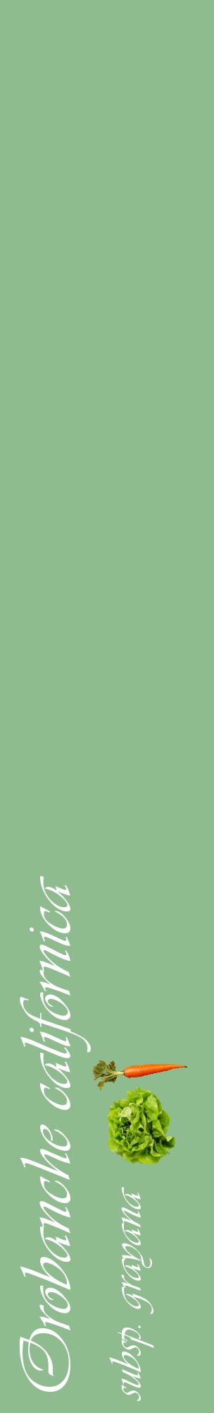 Étiquette de : Orobanche californica subsp. grayana - format c - style blanche13_basiqueviv avec comestibilité simplifiée