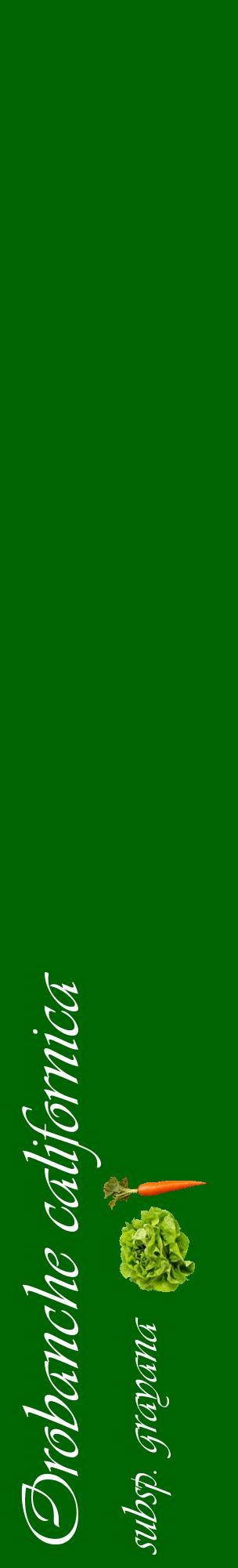 Étiquette de : Orobanche californica subsp. grayana - format c - style blanche8_basiqueviv avec comestibilité simplifiée