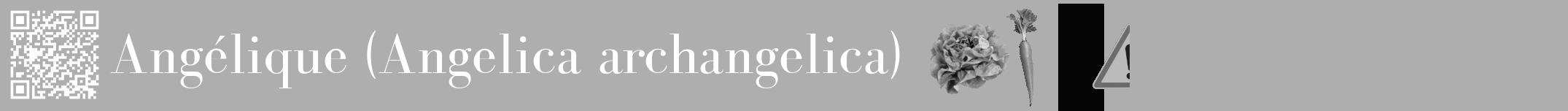 Étiquette de : Angelica archangelica - format a - style blanche53bod avec qrcode et comestibilité simplifiée