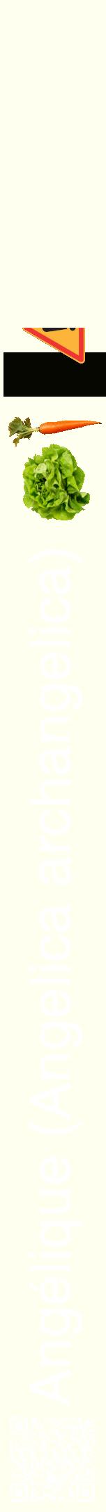 Étiquette de : Angelica archangelica - format a - style blanche19hel avec qrcode et comestibilité simplifiée