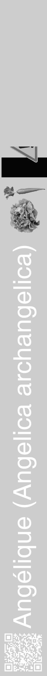 Étiquette de : Angelica archangelica - format a - style blanche41hel avec qrcode et comestibilité simplifiée - position verticale