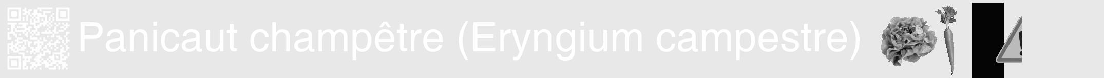 Étiquette de : Eryngium campestre - format a - style blanche55hel avec qrcode et comestibilité simplifiée