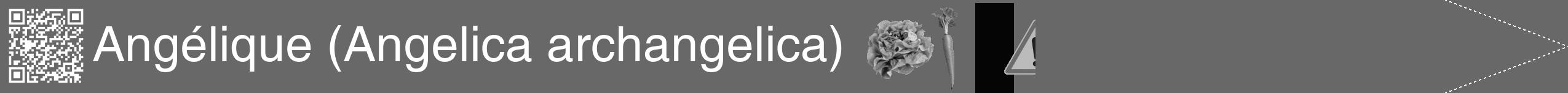 Étiquette de : Angelica archangelica - format b - style blanche43hel avec qrcode et comestibilité simplifiée