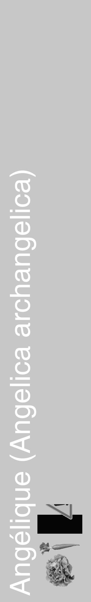 Étiquette de : Angelica archangelica - format c - style blanche15_basique_basiquehel avec comestibilité simplifiée - position verticale
