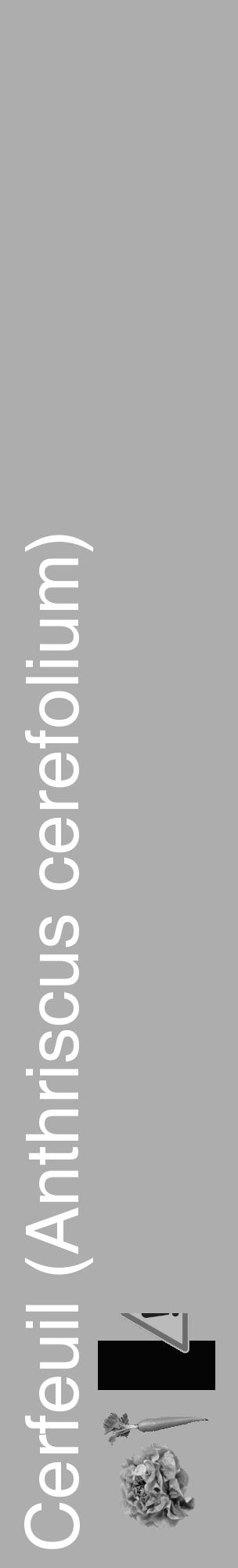 Étiquette de : Anthriscus cerefolium - format c - style blanche22_basique_basiquehel avec comestibilité simplifiée - position verticale