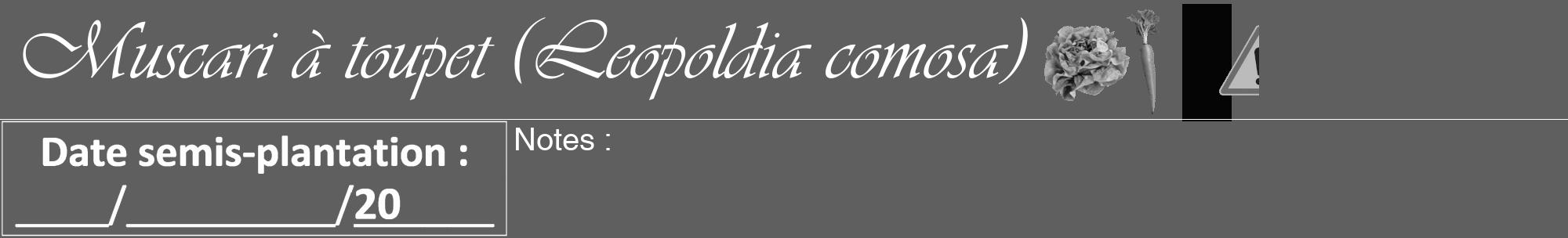 Étiquette de : Leopoldia comosa - format a - style blanche10viv avec comestibilité simplifiée