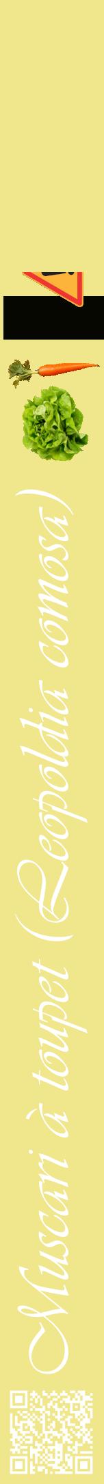 Étiquette de : Leopoldia comosa - format a - style blanche20viv avec qrcode et comestibilité simplifiée