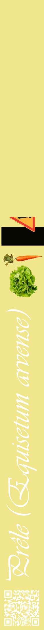 Étiquette de : Equisetum arvense - format a - style blanche20viv avec qrcode et comestibilité simplifiée