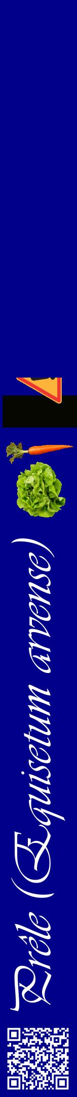 Étiquette de : Equisetum arvense - format a - style blanche7viv avec qrcode et comestibilité simplifiée