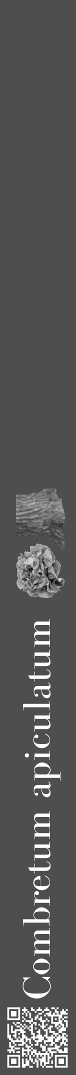 Étiquette de : Combretum apiculatum - format a - style blanche33bod avec qrcode et comestibilité simplifiée - position verticale