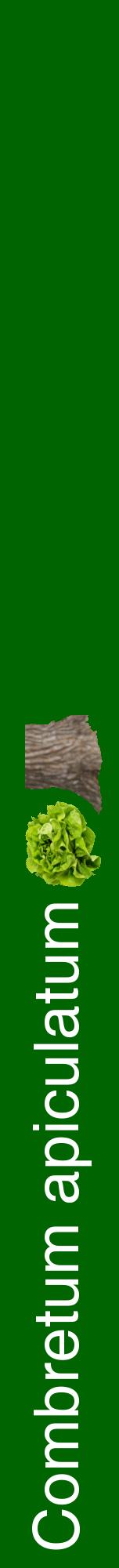 Étiquette de : Combretum apiculatum - format a - style blanche8hel avec comestibilité simplifiée