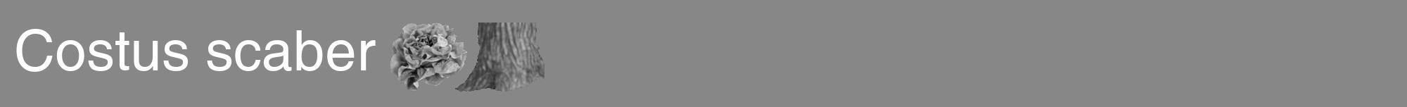 Étiquette de : Costus scaber - format a - style blanche12hel avec comestibilité simplifiée
