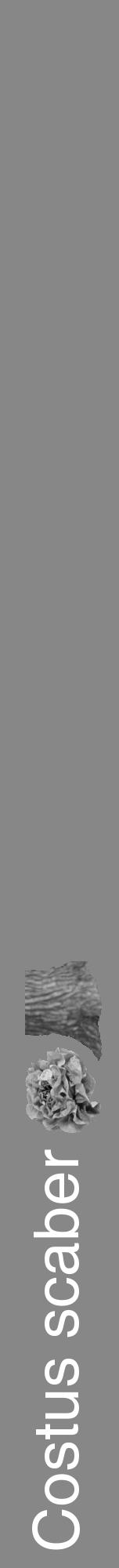 Étiquette de : Costus scaber - format a - style blanche12hel avec comestibilité simplifiée - position verticale