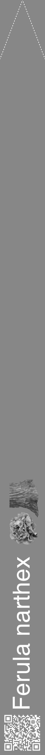 Étiquette de : Ferula narthex - format b - style blanche12hel avec qrcode et comestibilité simplifiée - position verticale
