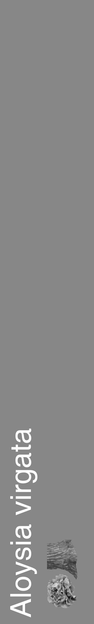 Étiquette de : Aloysia virgata - format c - style blanche12_basique_basiquehel avec comestibilité simplifiée - position verticale