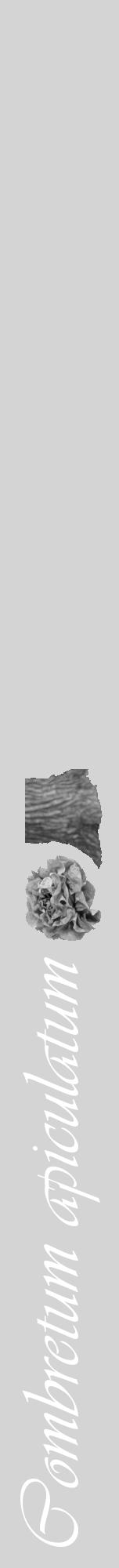 Étiquette de : Combretum apiculatum - format a - style blanche40viv avec comestibilité simplifiée - position verticale