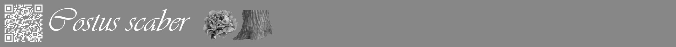 Étiquette de : Costus scaber - format a - style blanche12viv avec qrcode et comestibilité simplifiée