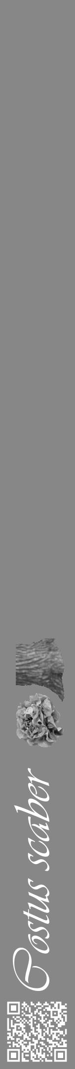 Étiquette de : Costus scaber - format a - style blanche12viv avec qrcode et comestibilité simplifiée - position verticale