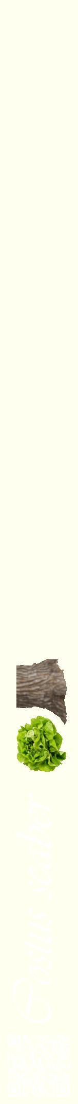Étiquette de : Costus scaber - format a - style blanche19viv avec qrcode et comestibilité simplifiée