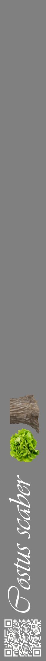 Étiquette de : Costus scaber - format a - style blanche57viv avec qrcode et comestibilité simplifiée