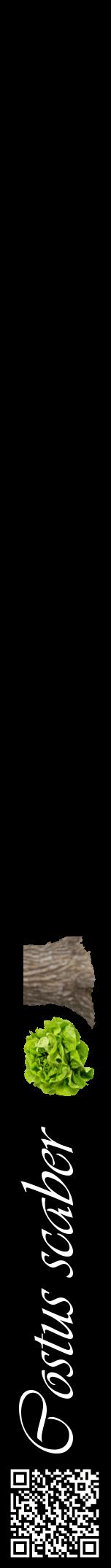 Étiquette de : Costus scaber - format a - style blanche59viv avec qrcode et comestibilité simplifiée